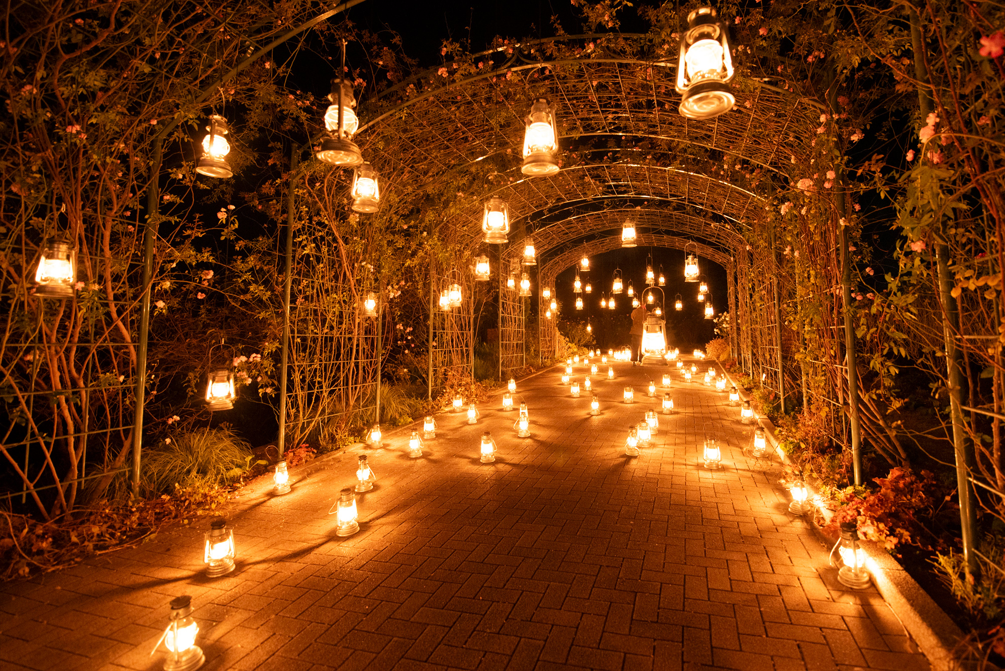vol.189 はままつフラワーパーク夜のイルミネーション×コラボ2日目|BLOG|KANZANJI LANTERN PROJECT|日本一の ...